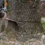 Tree Removal vs. Stump Removal: Do You Need Both Before Breaking Ground? tree removal vs stump removal before building virginia